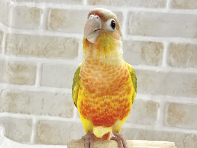 ホオミドリウロコインコ