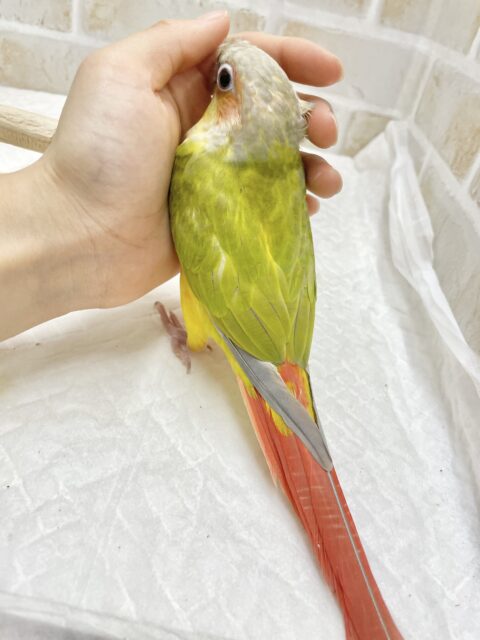 ホオミドリウロコインコ