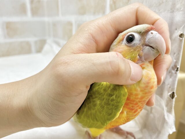 ホオミドリウロコインコ