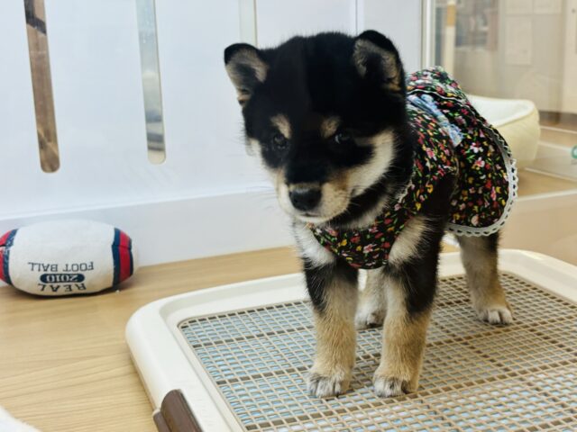 柴犬