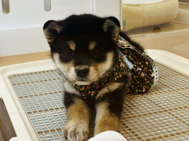柴犬