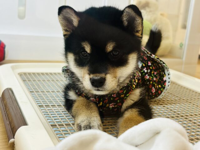 柴犬