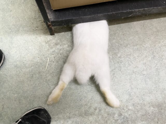 ドワーフホト