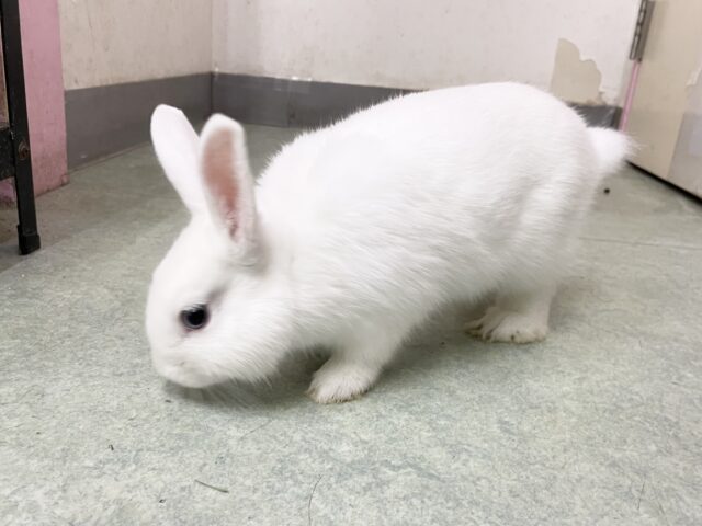 ドワーフホト