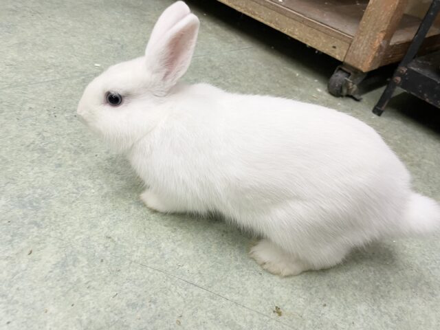 ドワーフホト