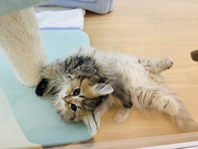 ミヌエット