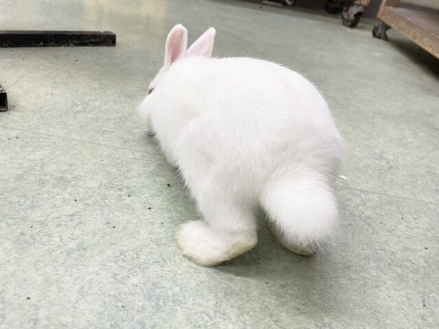 ドワーフホト