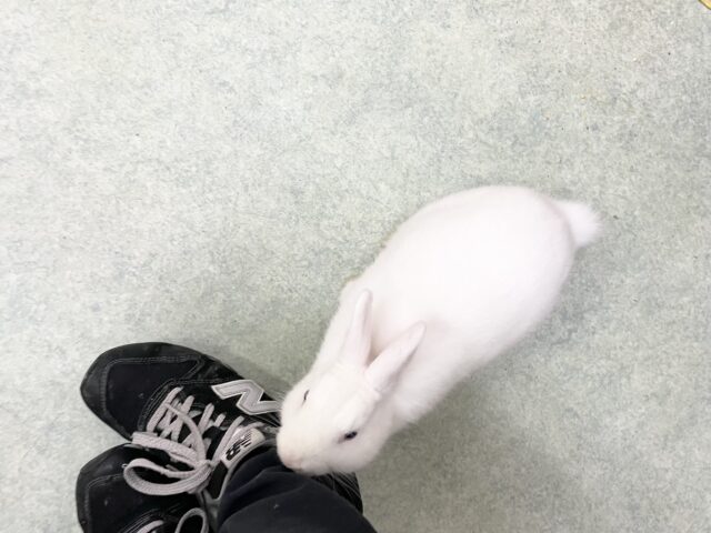 ドワーフホト