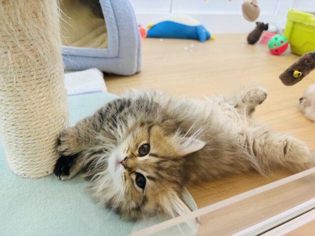 ミヌエット