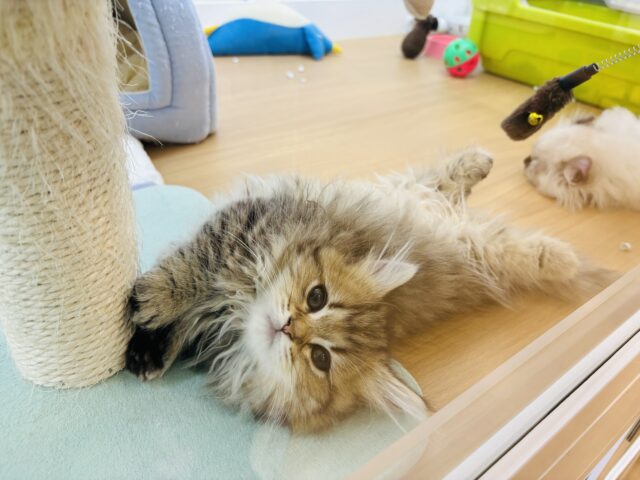 ミヌエット