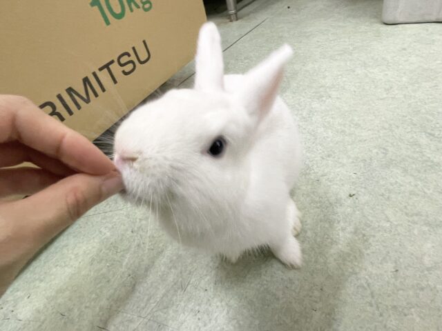 ドワーフホト