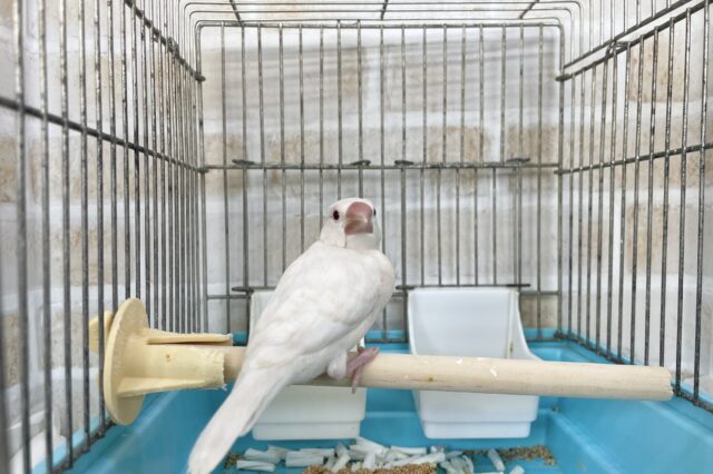 シルバーイノ文鳥