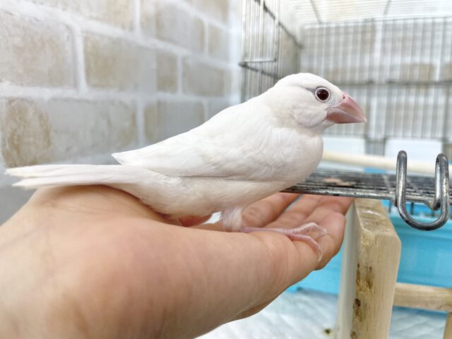 シルバーイノ文鳥
