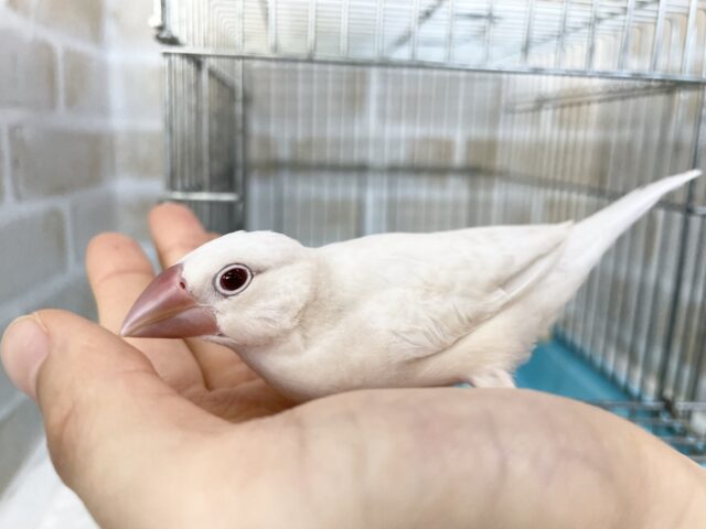シルバーイノ文鳥