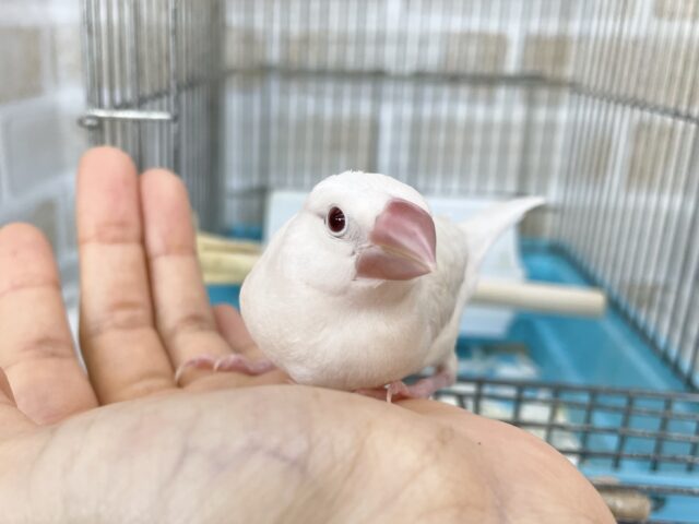 シルバーイノ文鳥