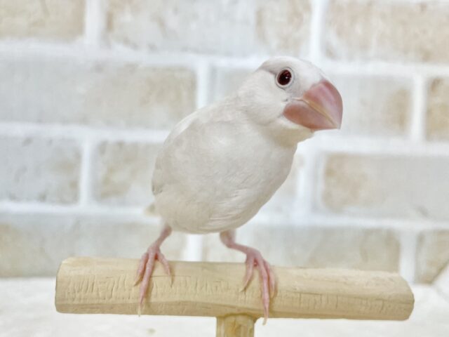 シルバーイノ文鳥