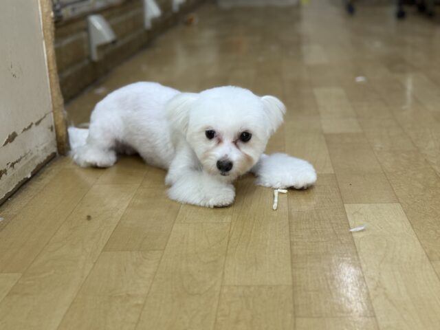 チワビション