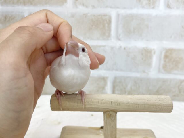 シルバーイノ文鳥
