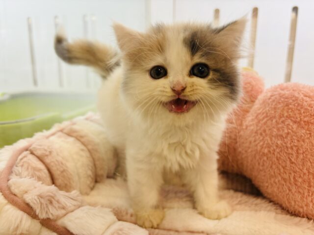 スコティッシュフォールド