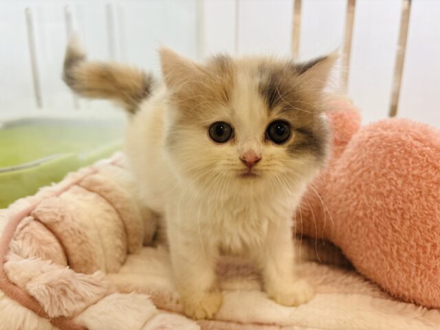 スコティッシュフォールド