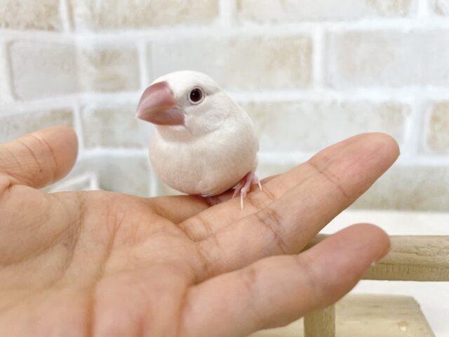 シルバーイノ文鳥