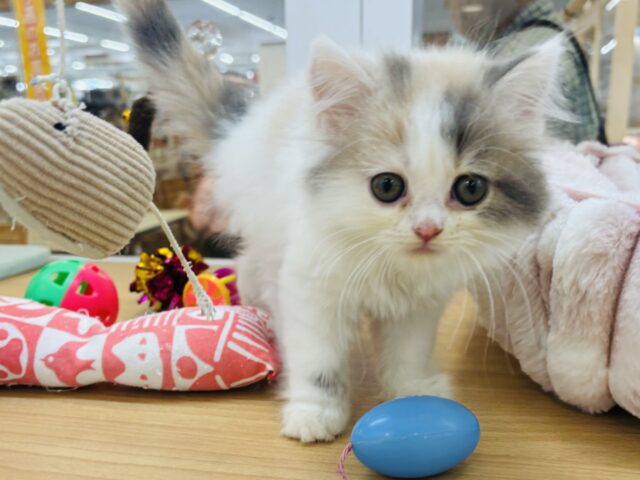 スコティッシュフォールド