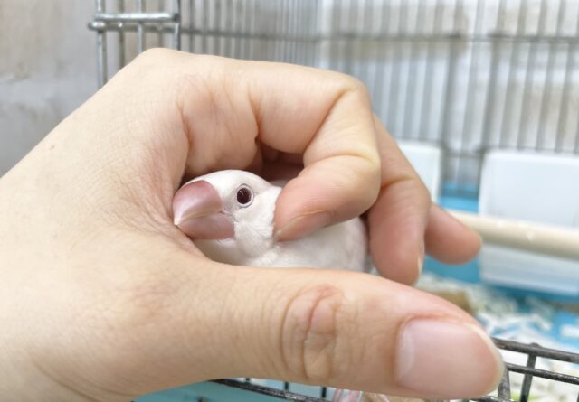 シルバーイノ文鳥