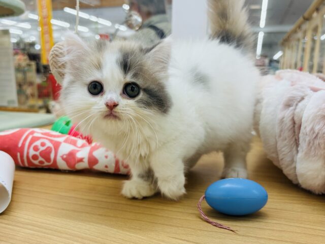 スコティッシュフォールド