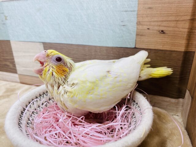 オカメインコ