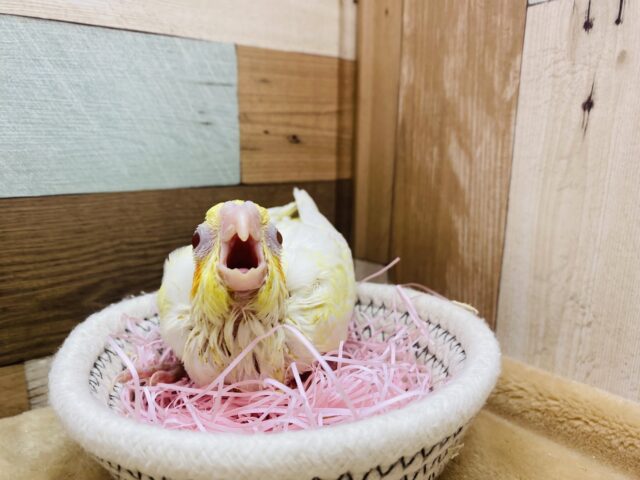 オカメインコ