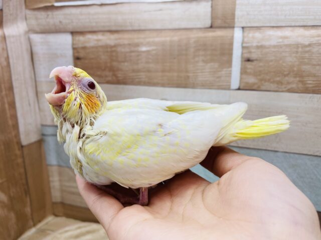 オカメインコ