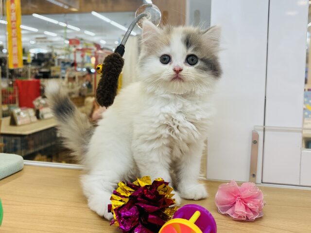 スコティッシュフォールド
