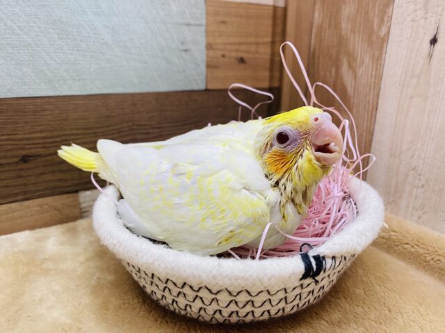 オカメインコ