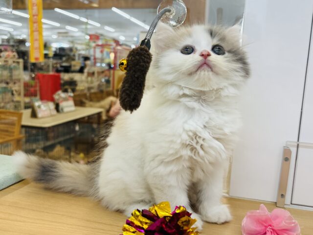 スコティッシュフォールド