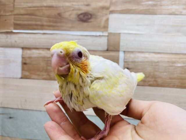 オカメインコ