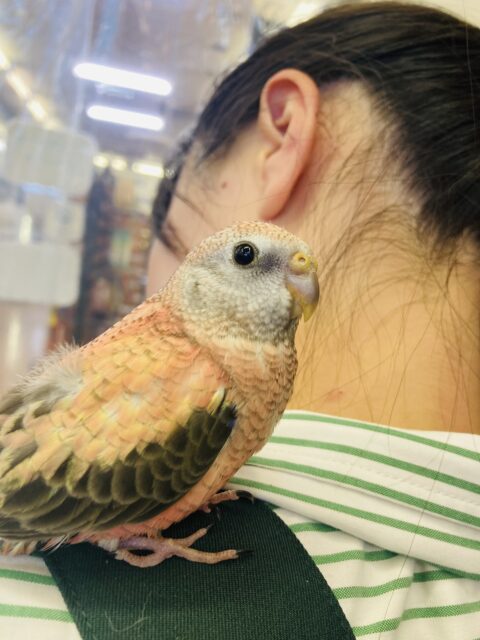 アキクサインコ（秋草インコ）