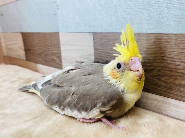 オカメインコ