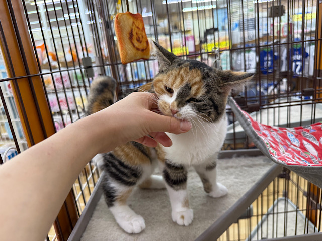 マンチカン