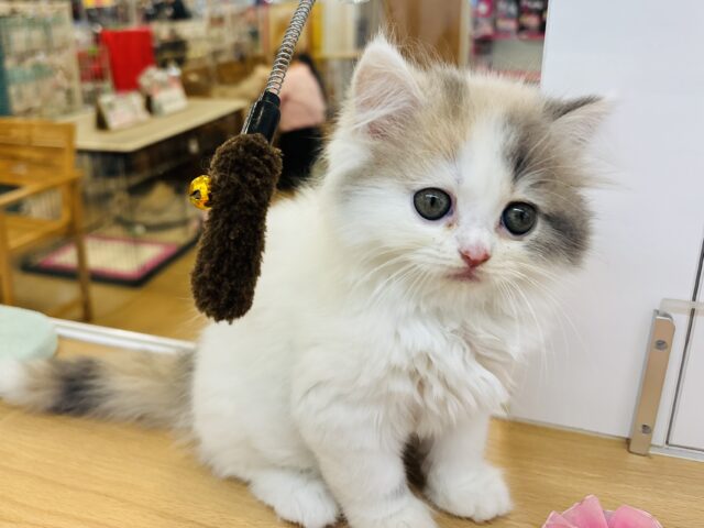 スコティッシュフォールド