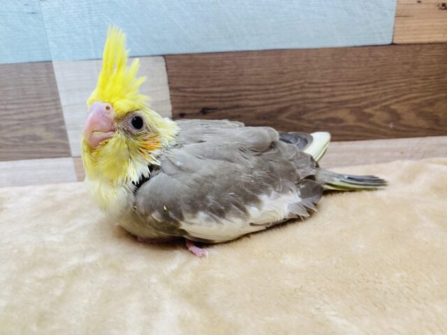 オカメインコ