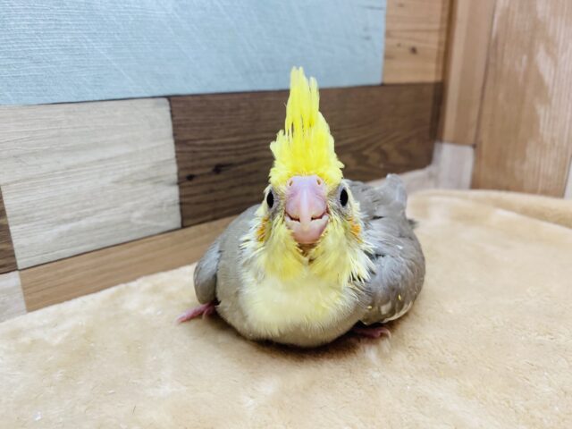 オカメインコ