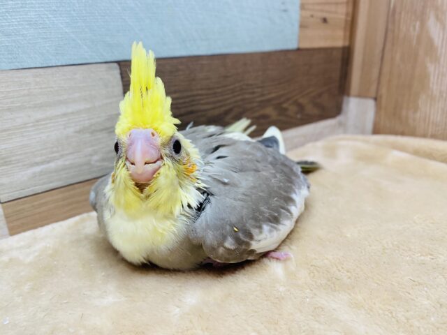 オカメインコ