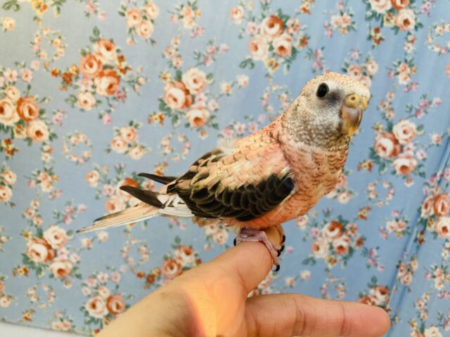 アキクサインコ（秋草インコ）
