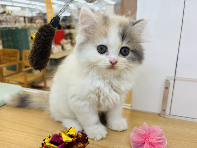 スコティッシュフォールド