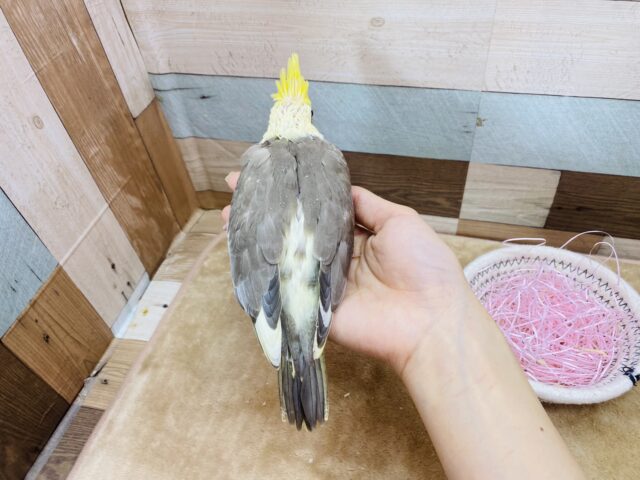 オカメインコ