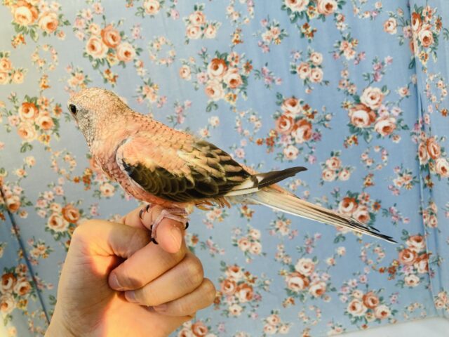 アキクサインコ（秋草インコ）