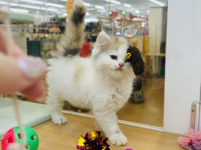 スコティッシュフォールド