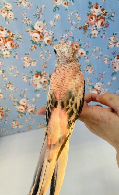 アキクサインコ（秋草インコ）
