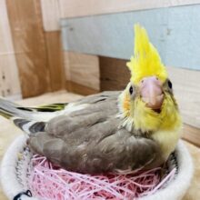 グイグイ系オカメちゃん⁉️にっこりスマイルなオカメインコシナモンパイド⭐️
