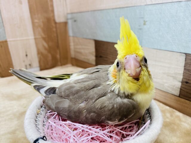 グイグイ系オカメちゃん⁉️にっこりスマイルなオカメインコシナモンパイド⭐️